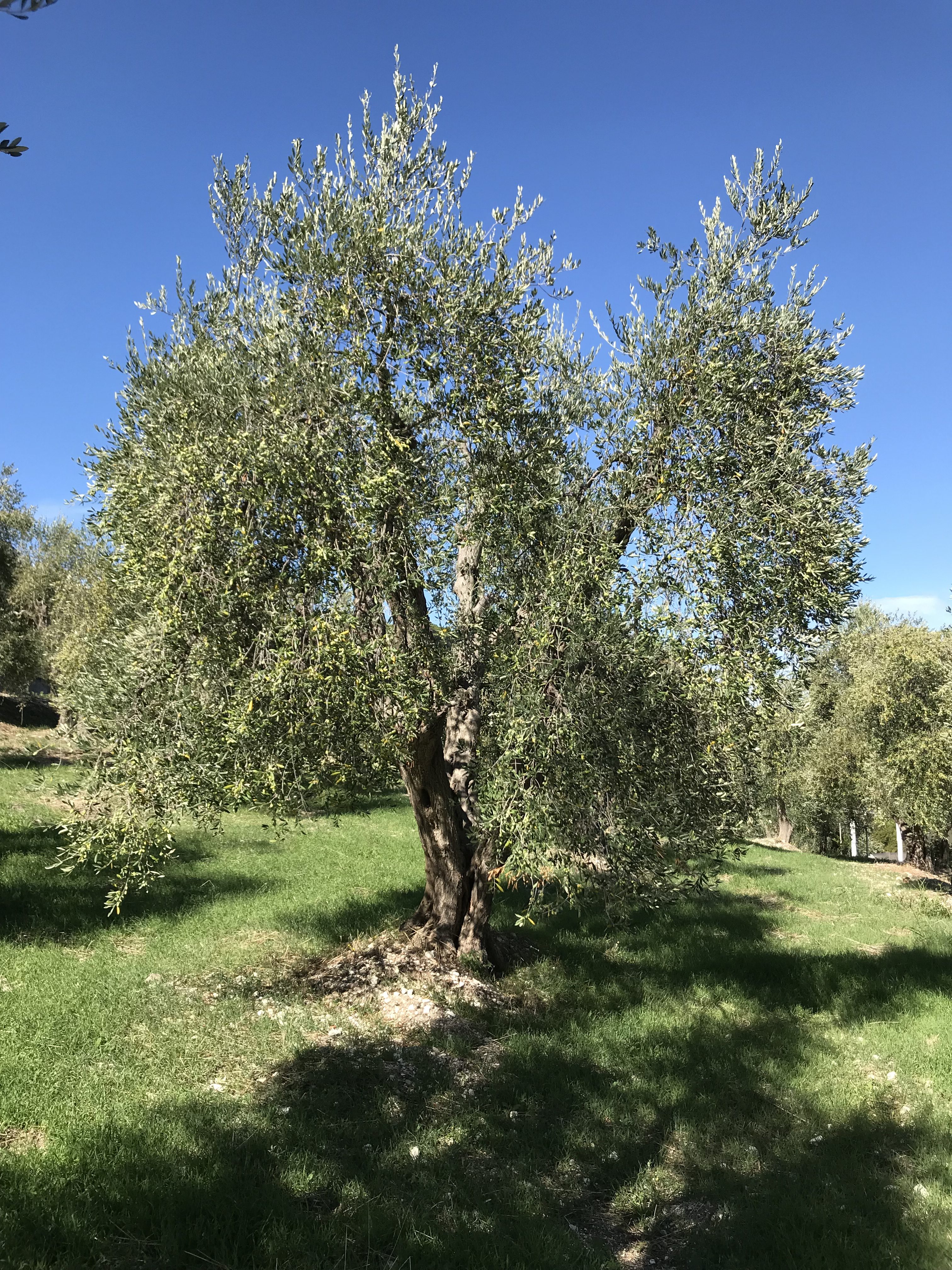 Olio extravergine d'oliva Vico del Gargano