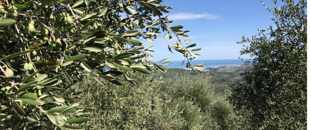 Oliveto Casa Vico del Gargano